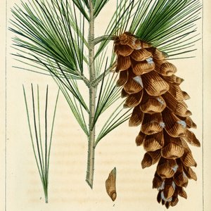 Pine: A Year Round Medicinal