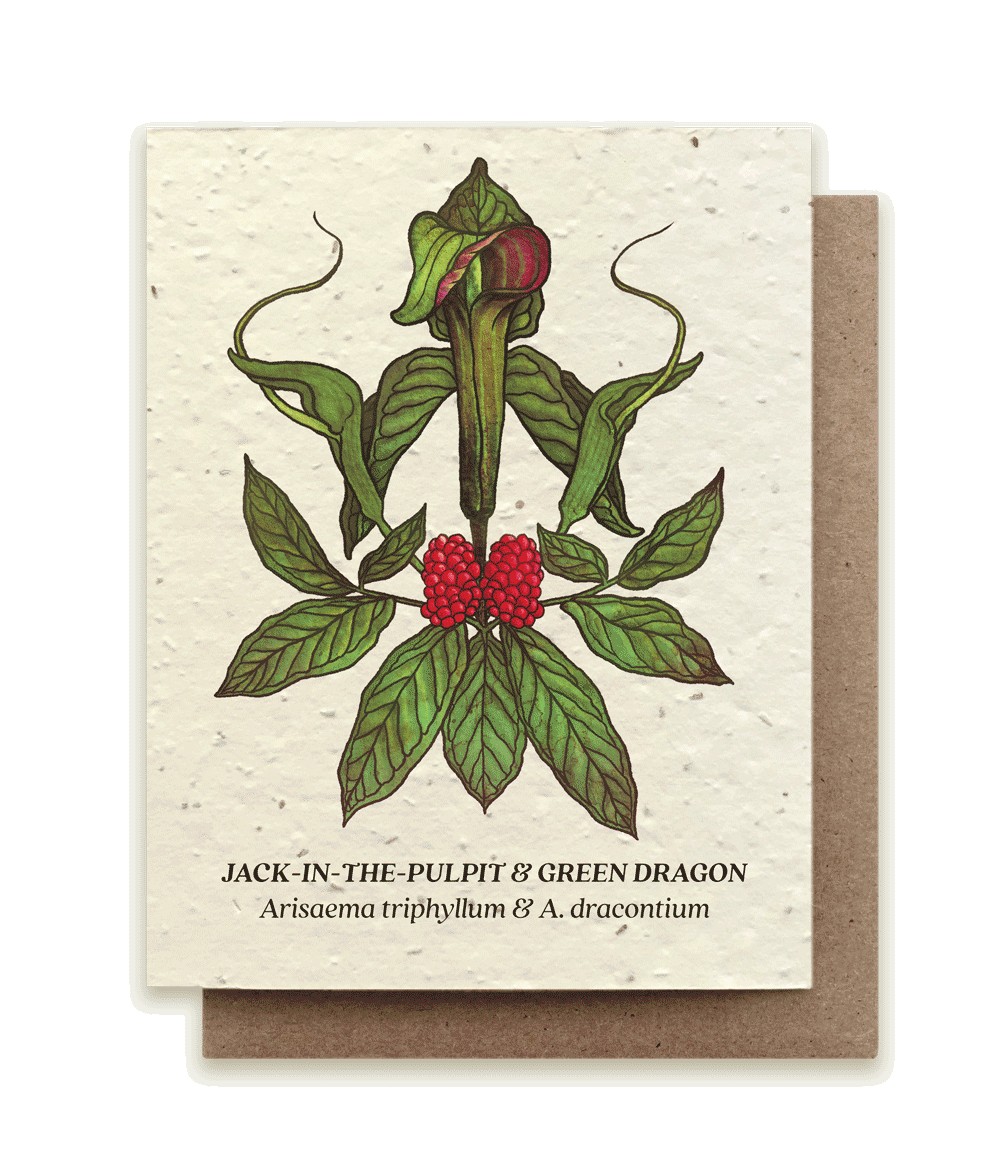 Jack-in-the-Pulpit & Green Dragon - Plantable Herb Seed Card - Small  Victories