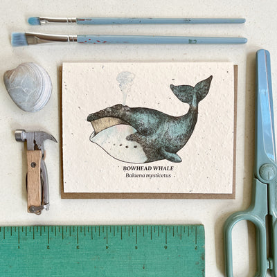 Bowhead Whale - Plantable Wildflower Seed Card