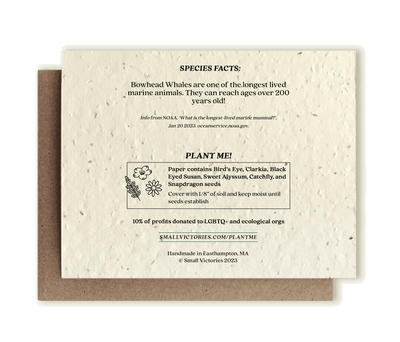 Bowhead Whale - Plantable Wildflower Seed Card