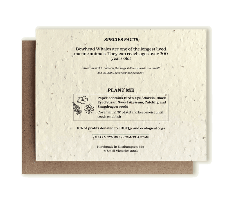 Bowhead Whale Plantable Wildflower Seed Card