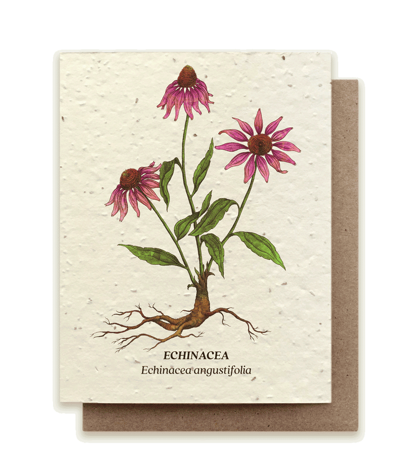 Echinacea - Plantable Wildflower Seed Card