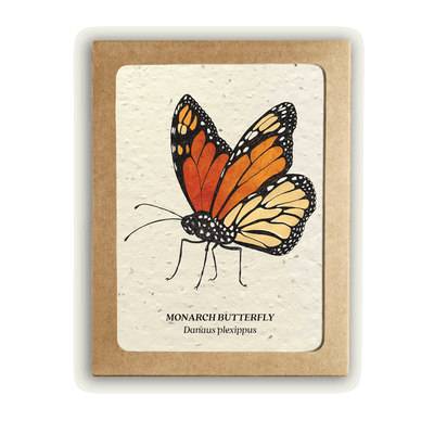 Insect Card Set - Plantable Wildflower Seed Paper