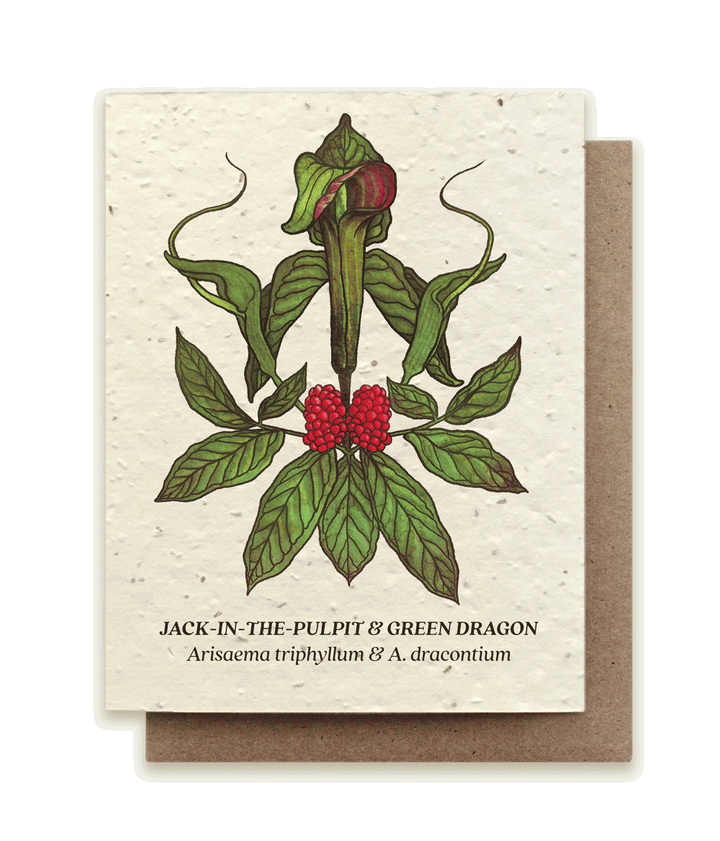 Jack-Pulpit-Green-Dragon-Front