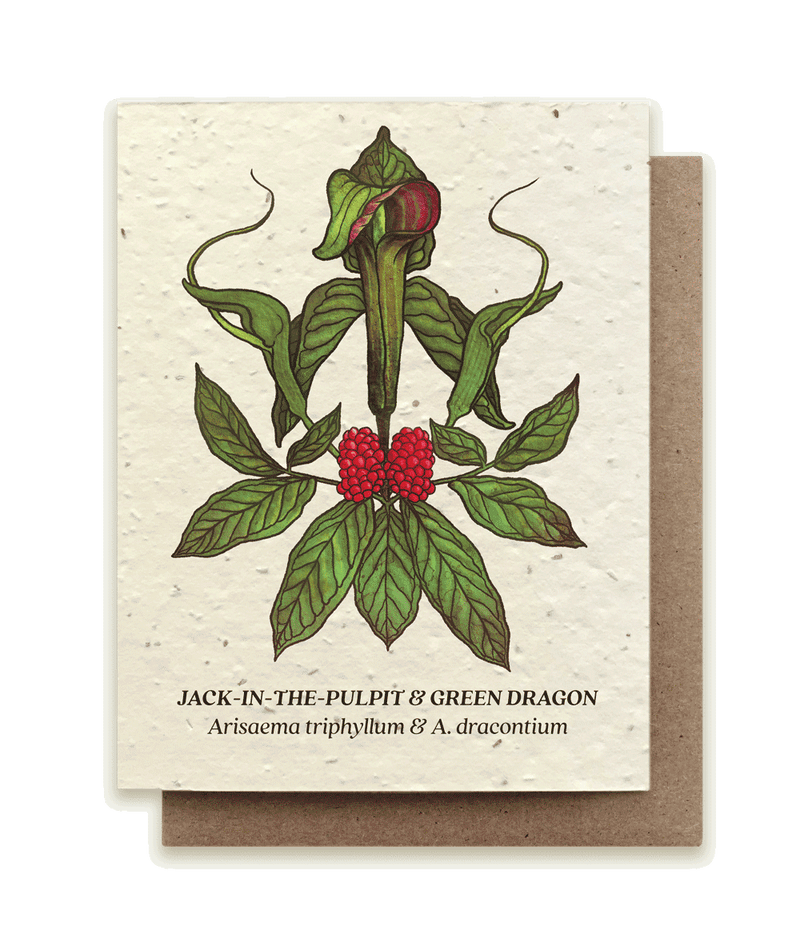A photo of a seed card with an original illustration of jack-in-the-pulpit and green dragon plants