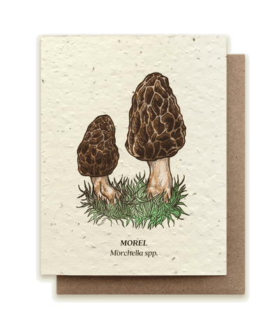 Morel Mushroom - Plantable Wildflower Card