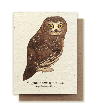 Northern Saw-Whet Owl - Plantable Wildflower Seed Card