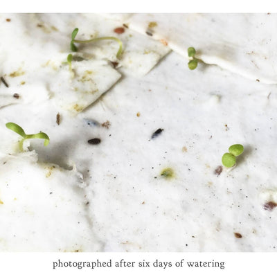 Fly Agaric Mushroom Plantable Wildflower Seed Card